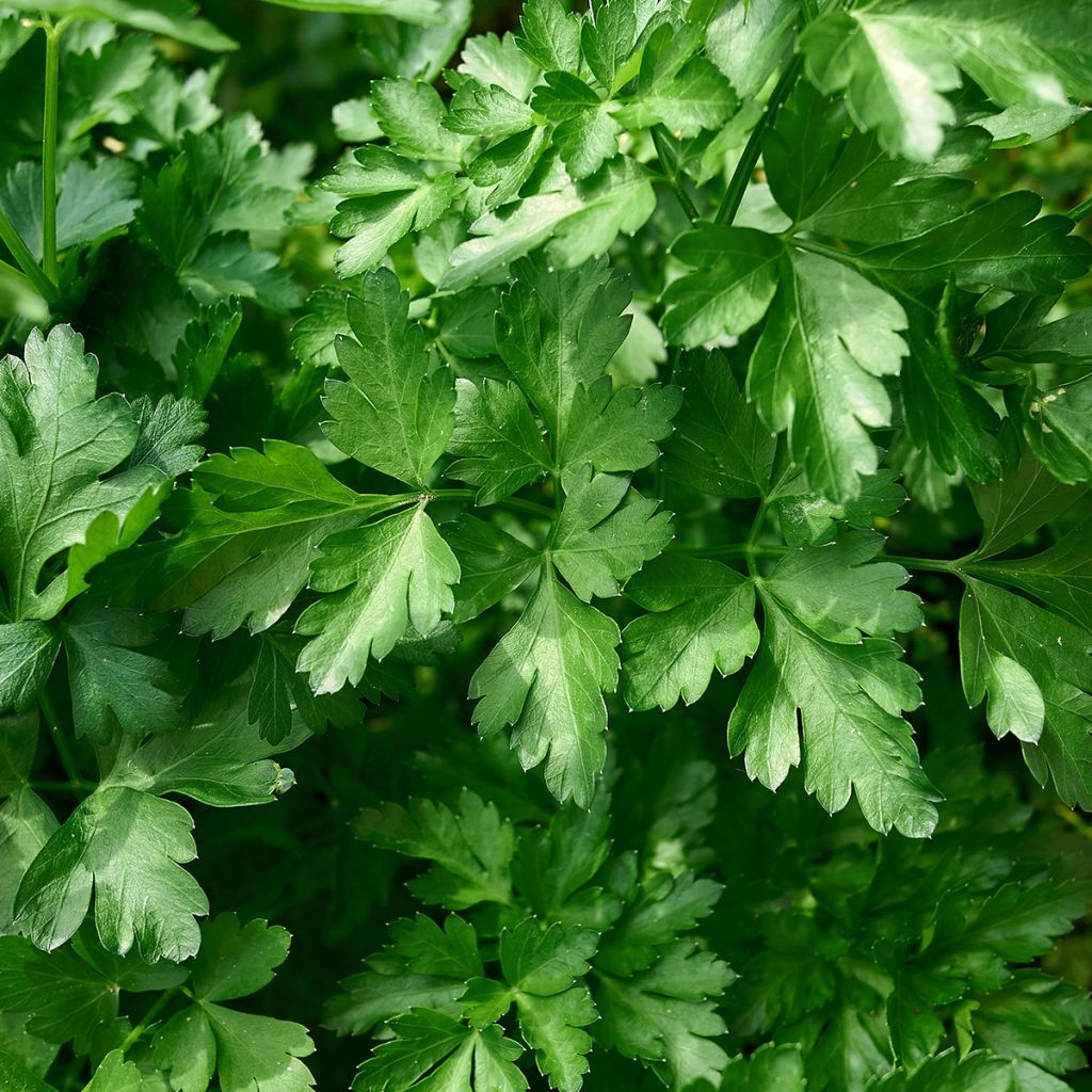 Salsa comum - Petroselinum crispum