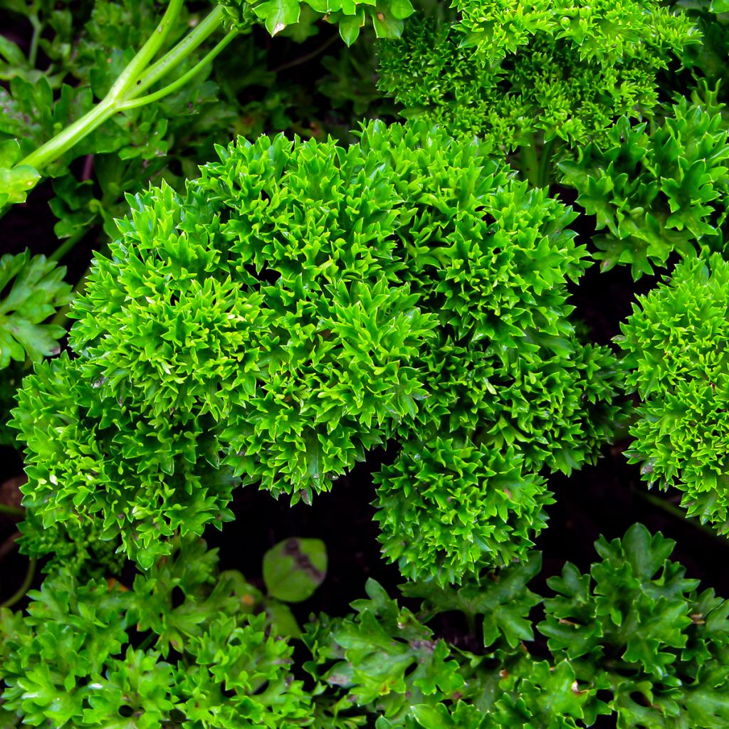 Salsa crespa verde escura