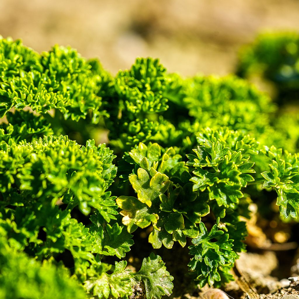 Salsa crespa verde escura