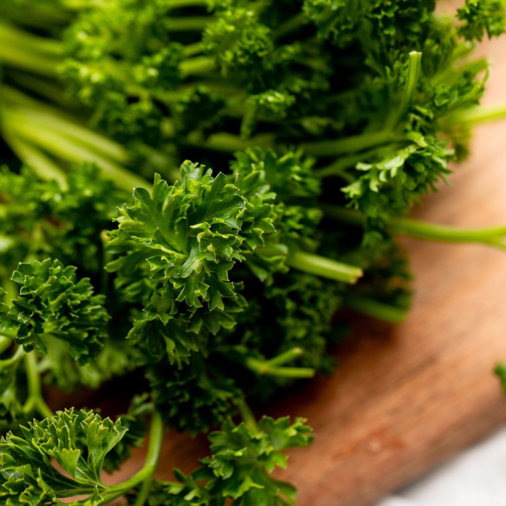 Salsa crespa verde escura