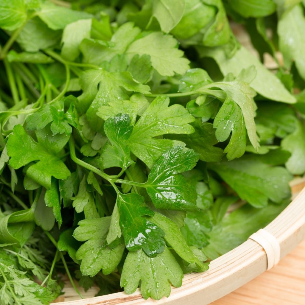 Salsa gigante italiana plantas jovens