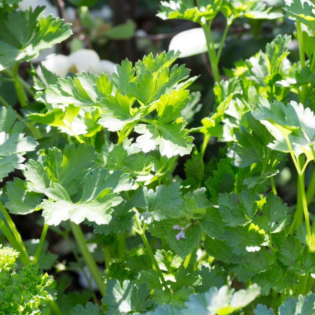 Salsa gigante italiana plantas jovens