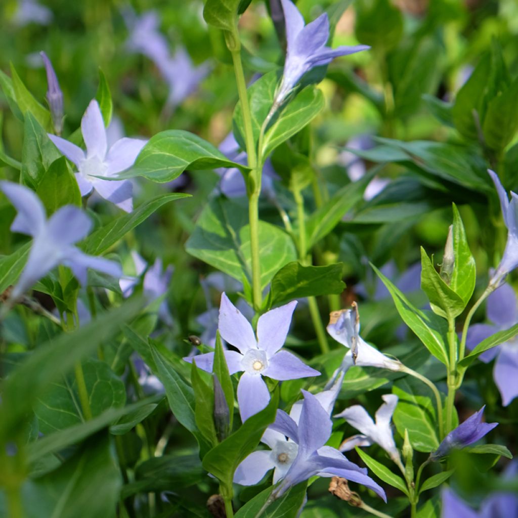 Vinca difformis - Pervinca