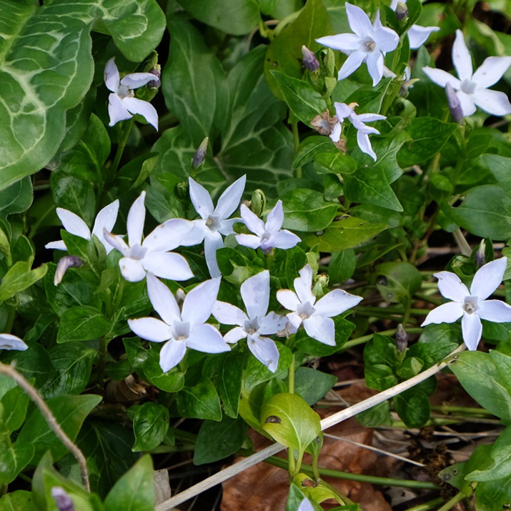 Vinca difformis - Pervinca