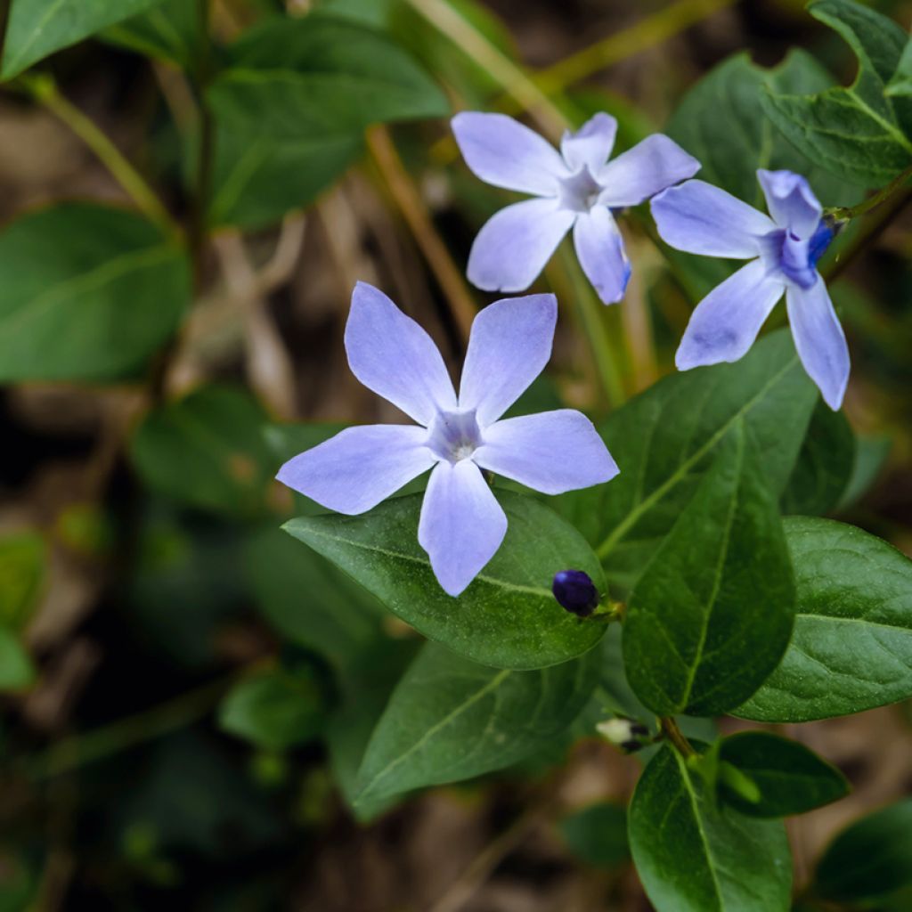 Vinca difformis - Pervinca