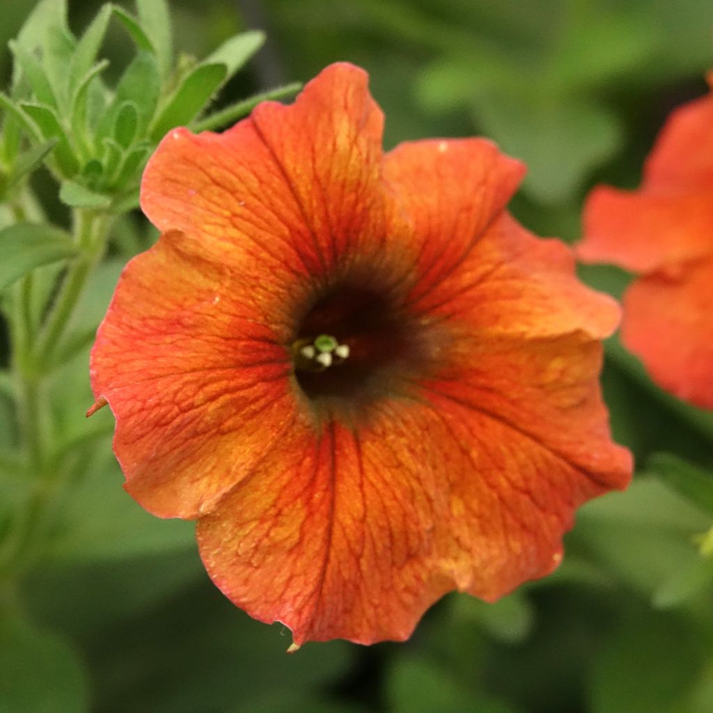 Petchoa BeautiCal Cinnamon
