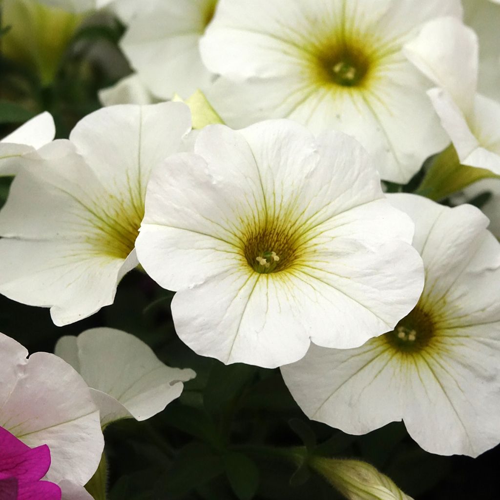 Petchoa BeautiCal Pearl White