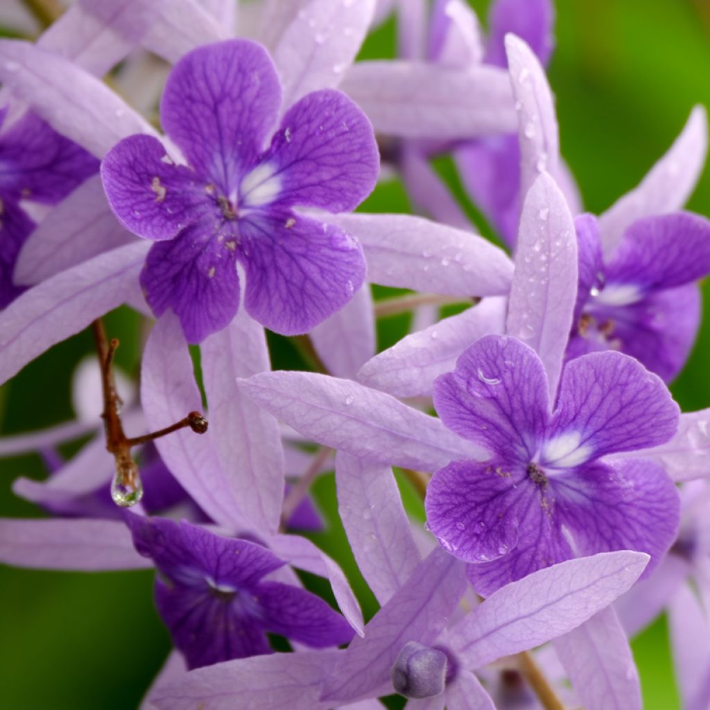 Petrea volubilis