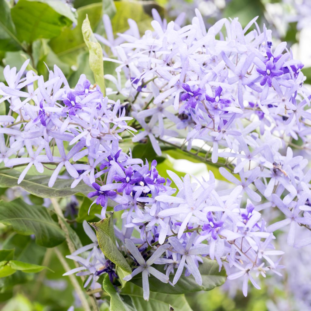Petrea volubilis