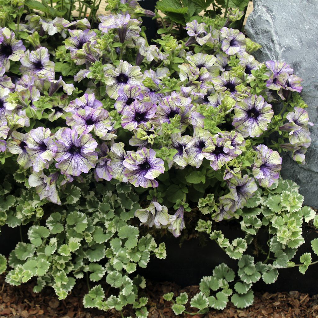 Petúnia Amazonas Plum Cockatoo