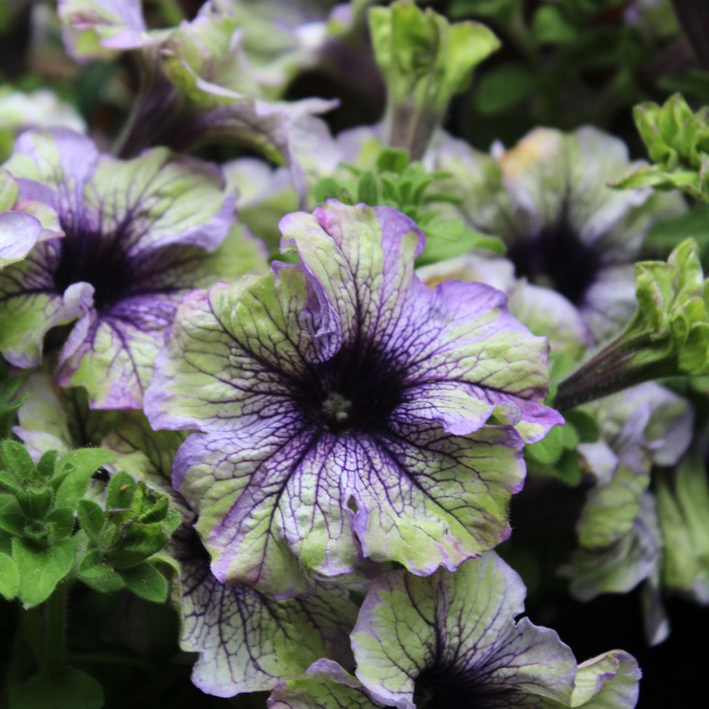 Petúnia Amazonas Plum Cockatoo