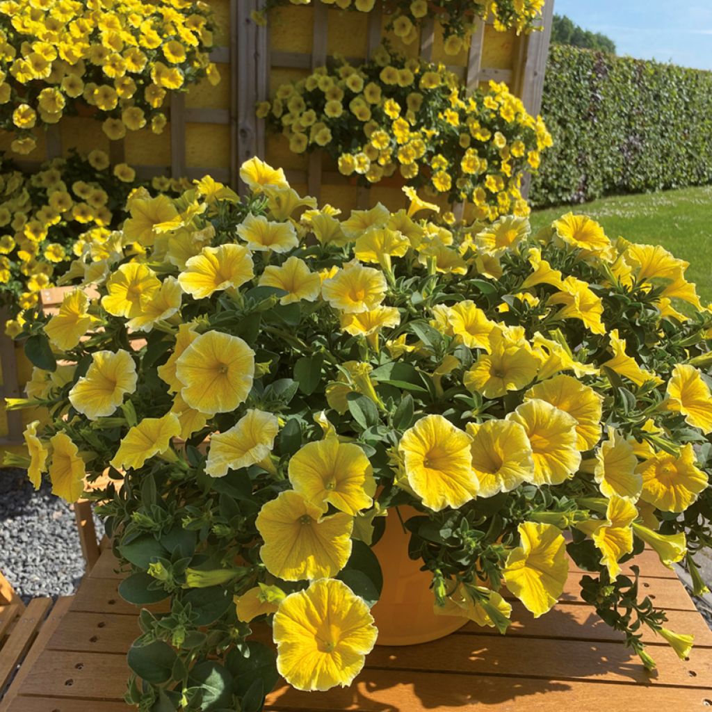 Petúnia Bee's Knees