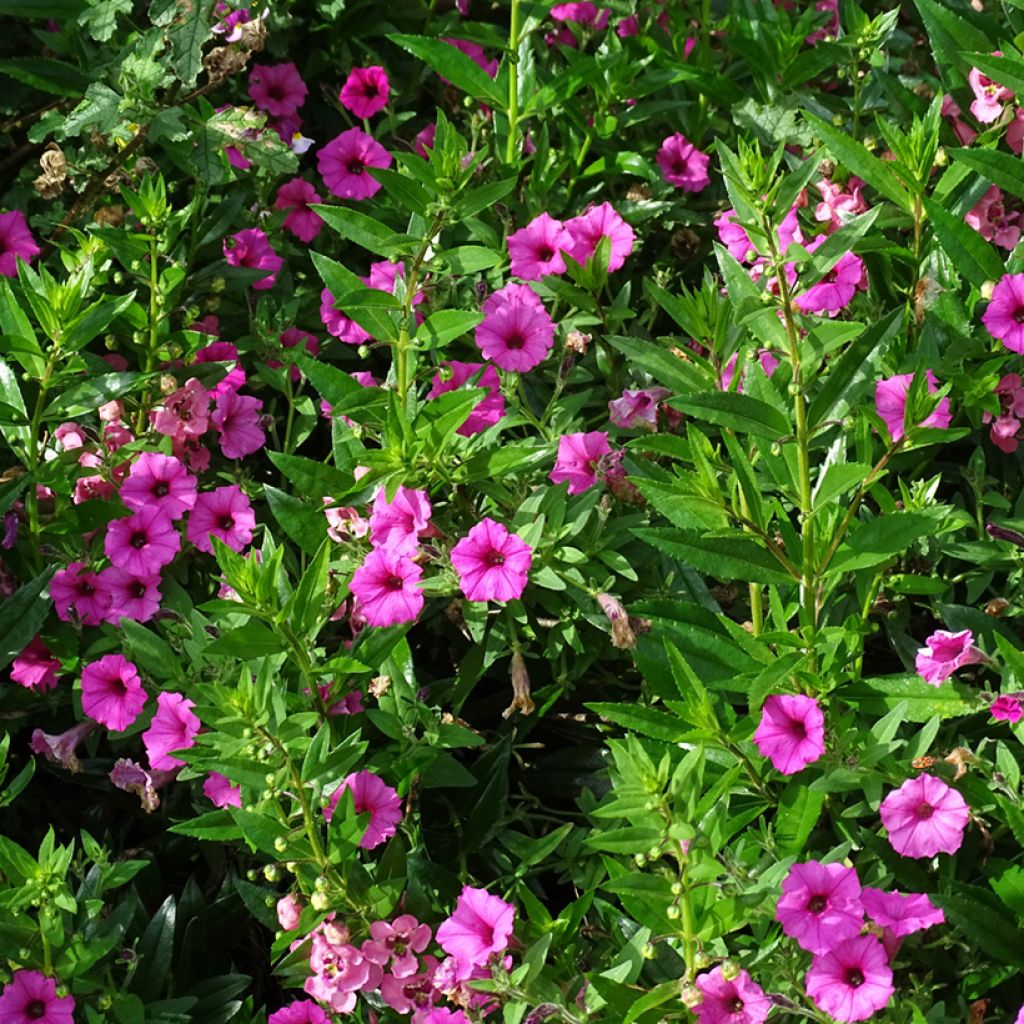 Petúnia Supertunia Vista Bubblegum