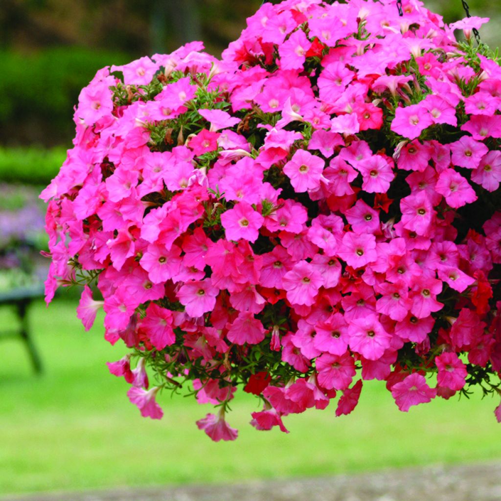 Petúnia Easy Wave F1 Coral Reef em sementes