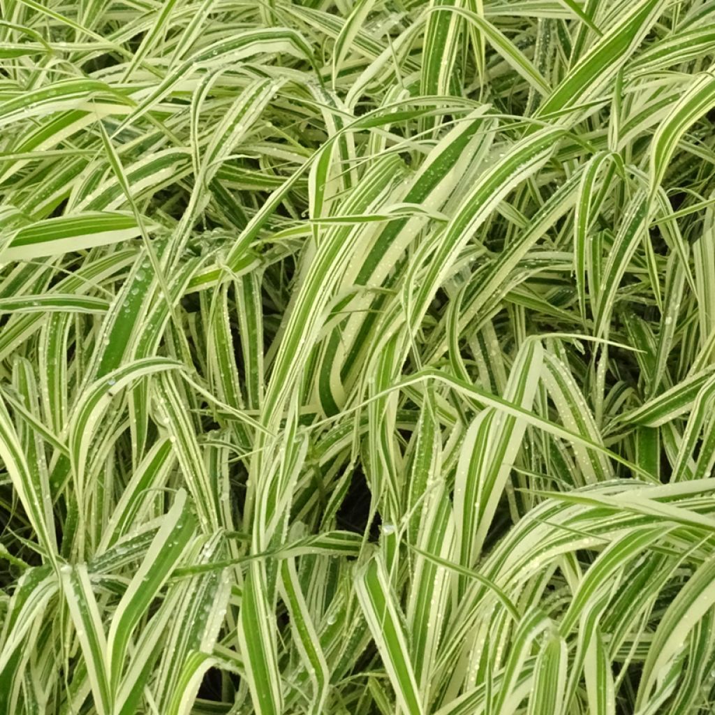 Phalaris arundinacea Picta