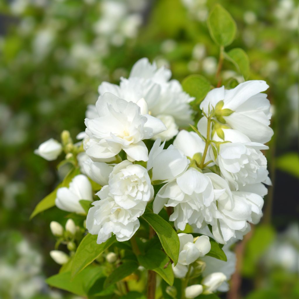 Philadelphus Virginal