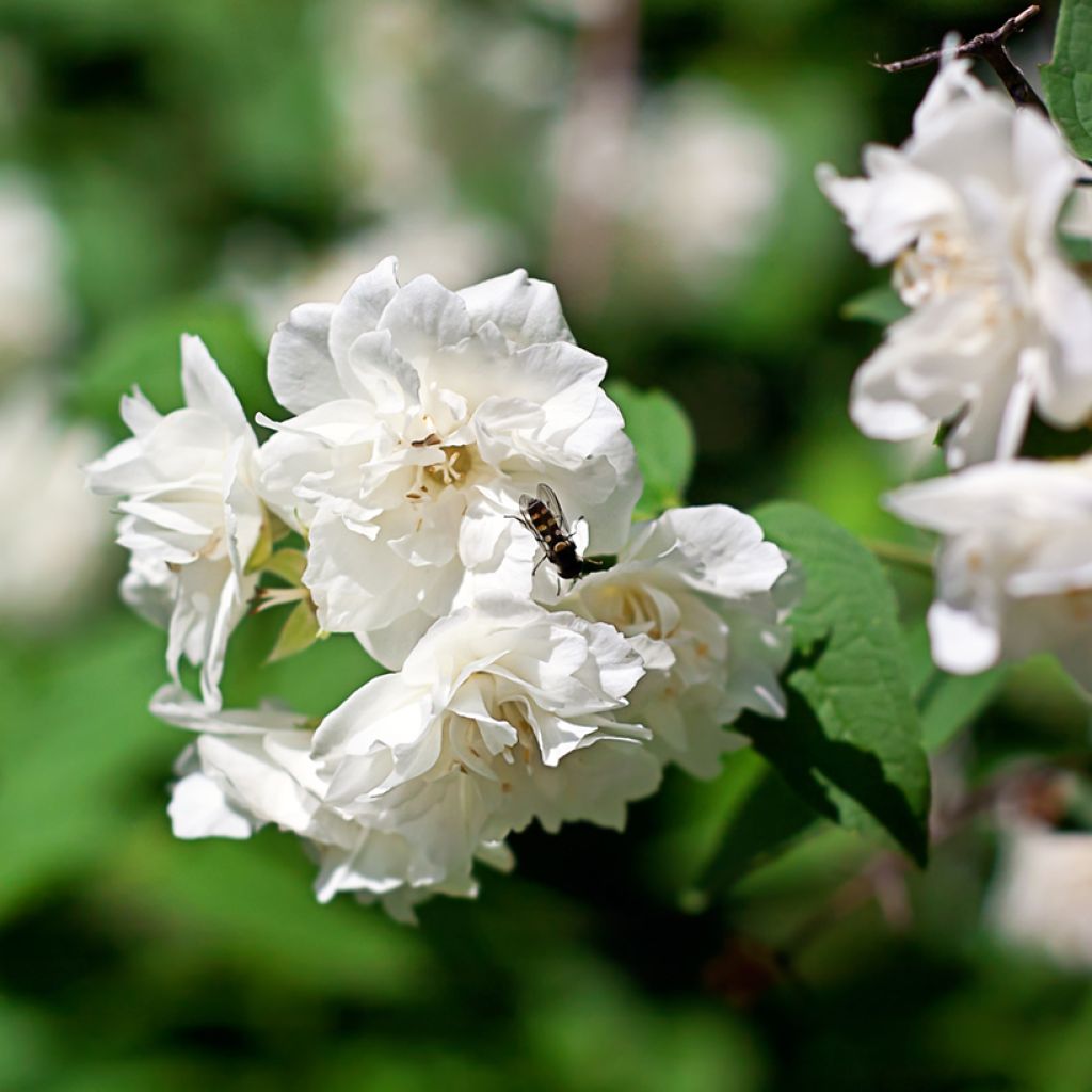 Philadelphus Virginal