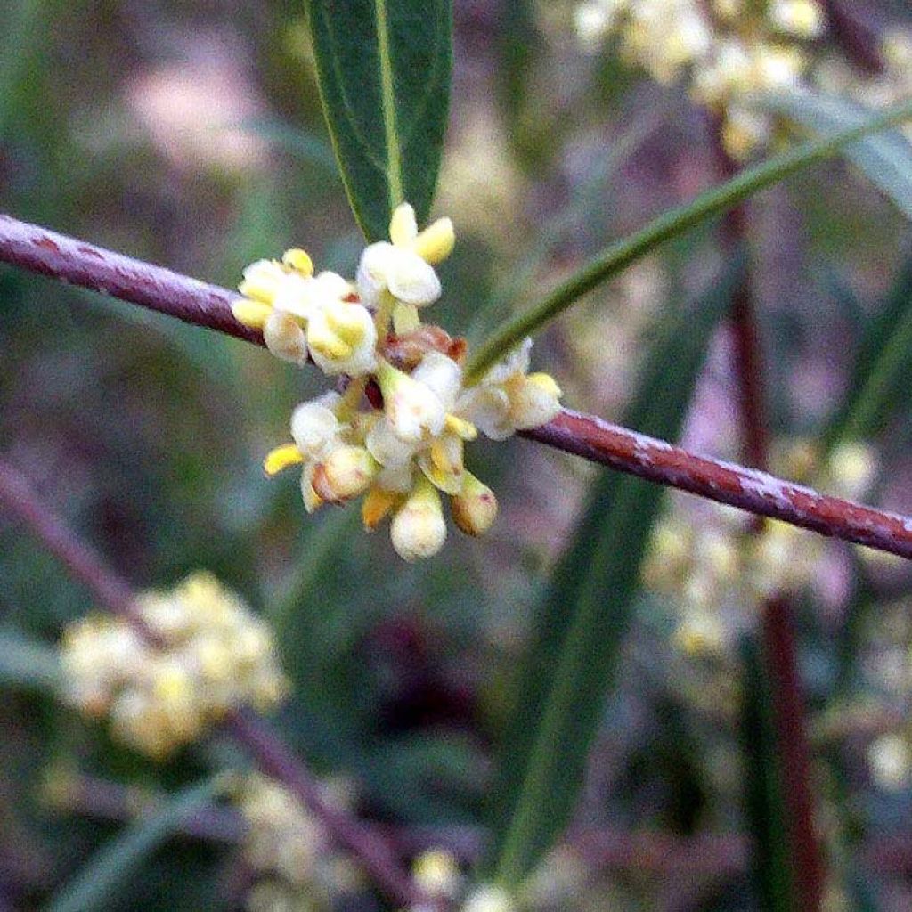 Phillyrea angustifolia