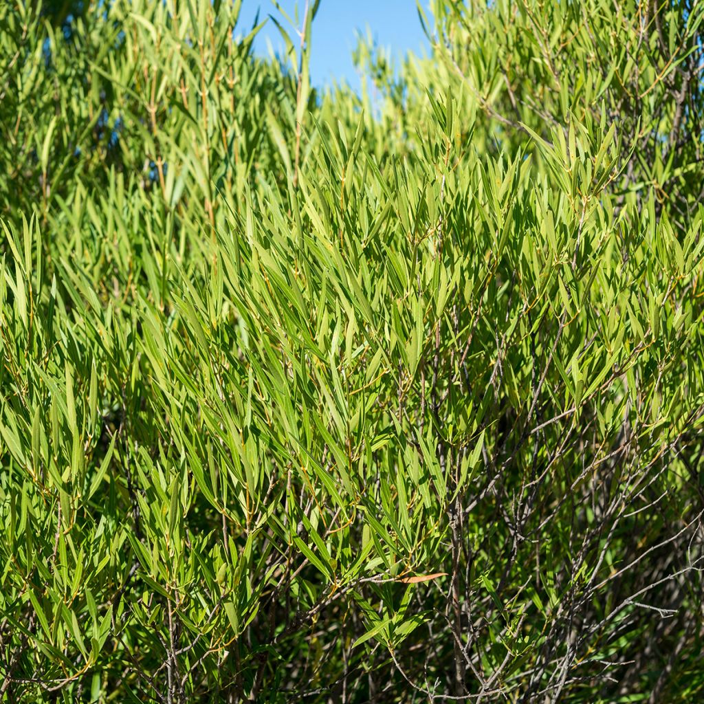 Phillyrea angustifolia Rosmarinifolia