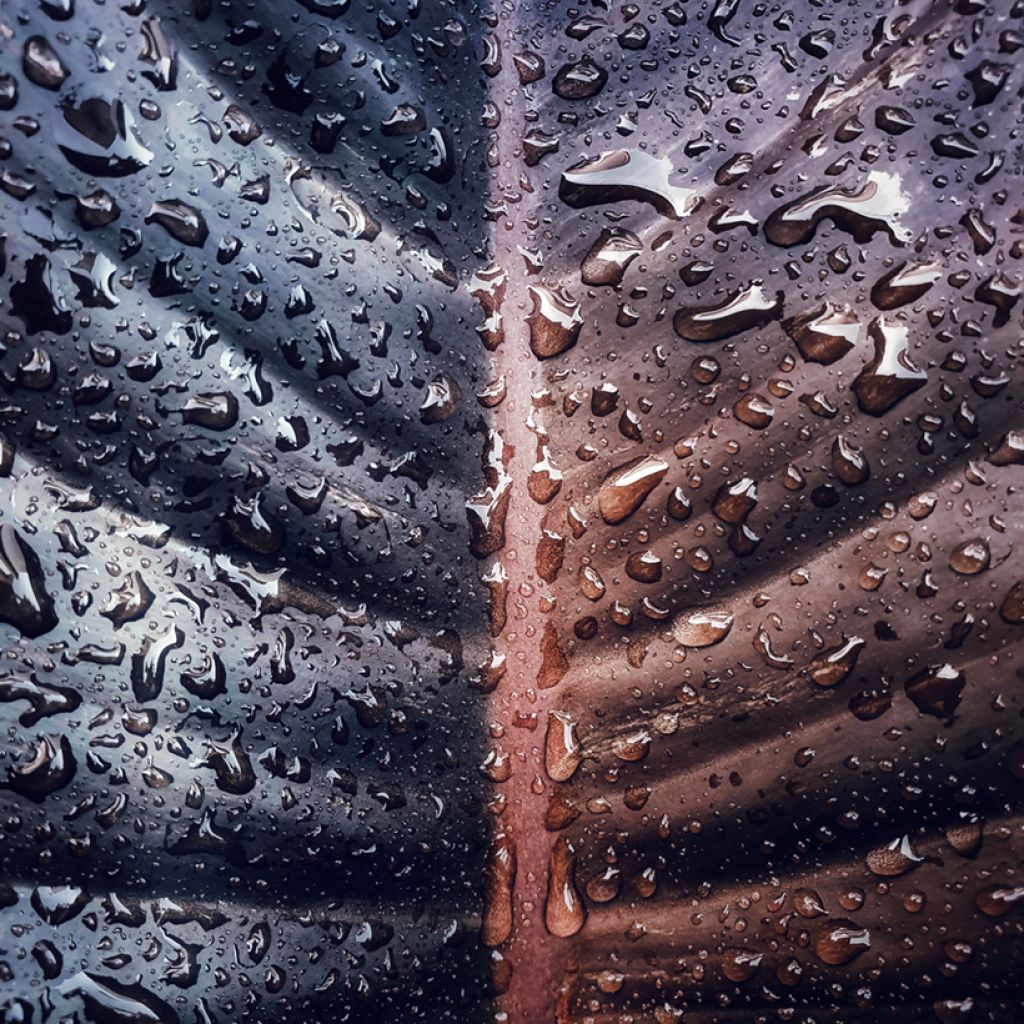 Filodendro Black Cardinal