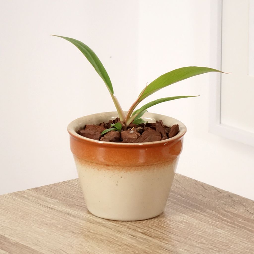 Filodendro Caramel Pluto