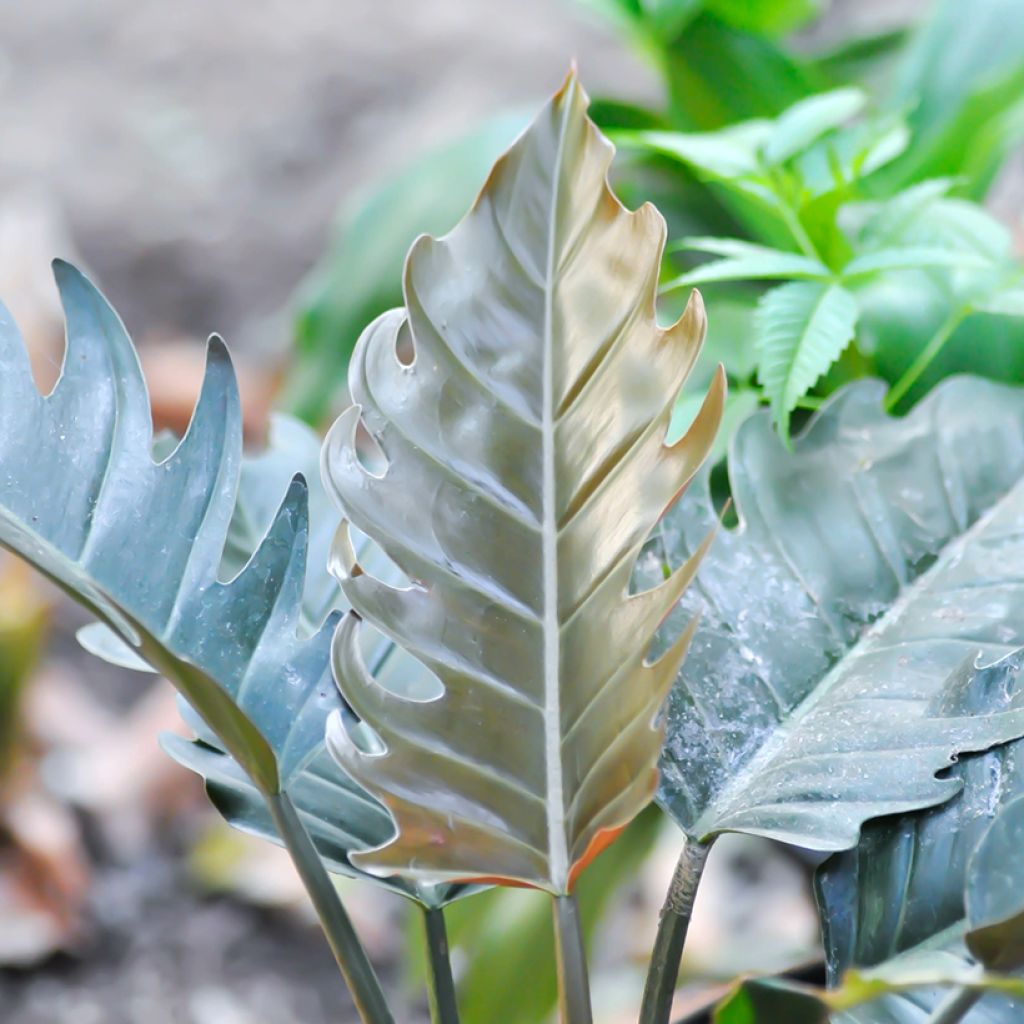 Filodendro Caramel Pluto