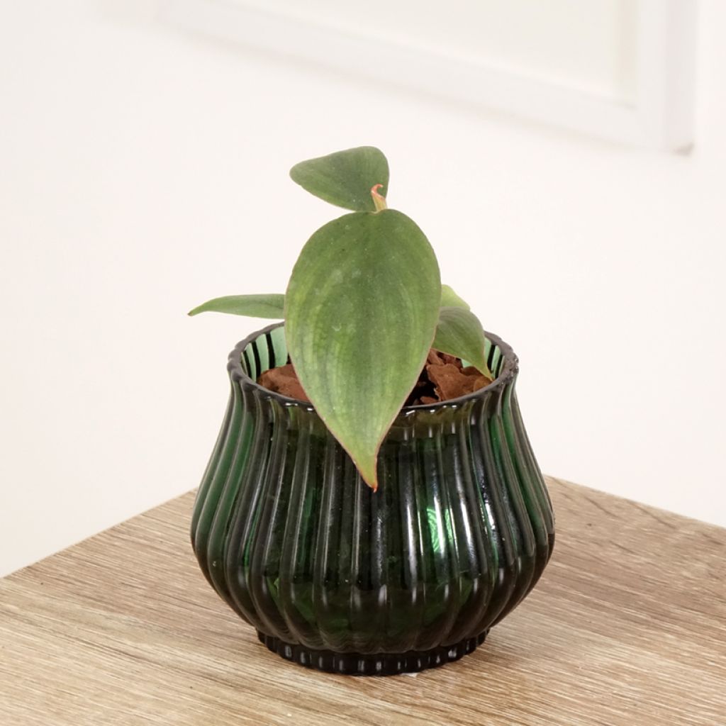 Filodendro sp. Colombia