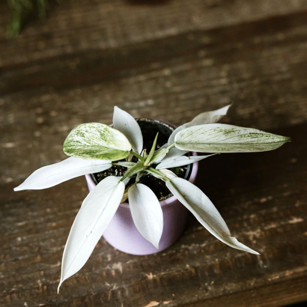 Filodendro squamiferum × pedatum Florida Ghost