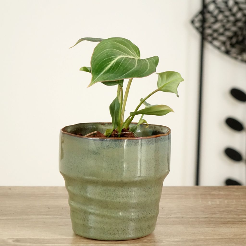 Filodendro gloriosum