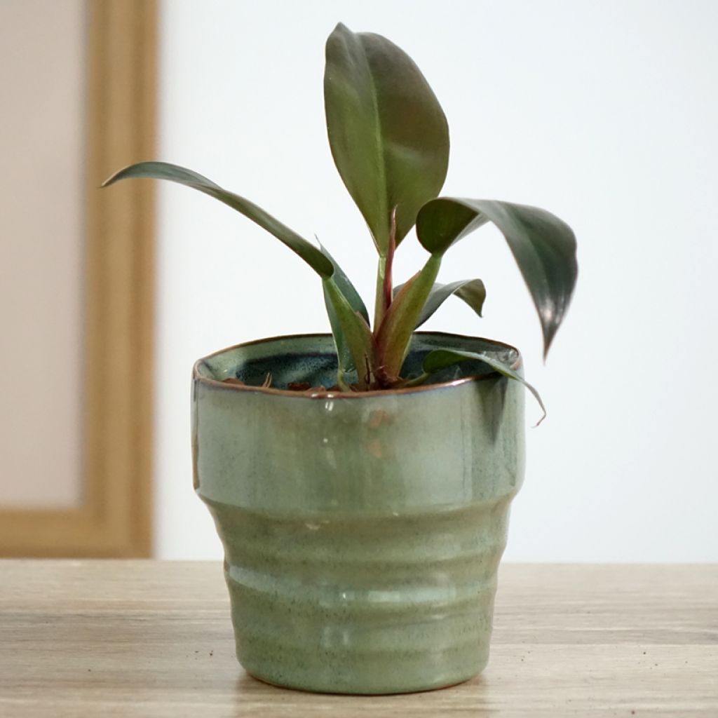 Filodendro erubescens Imperial Red