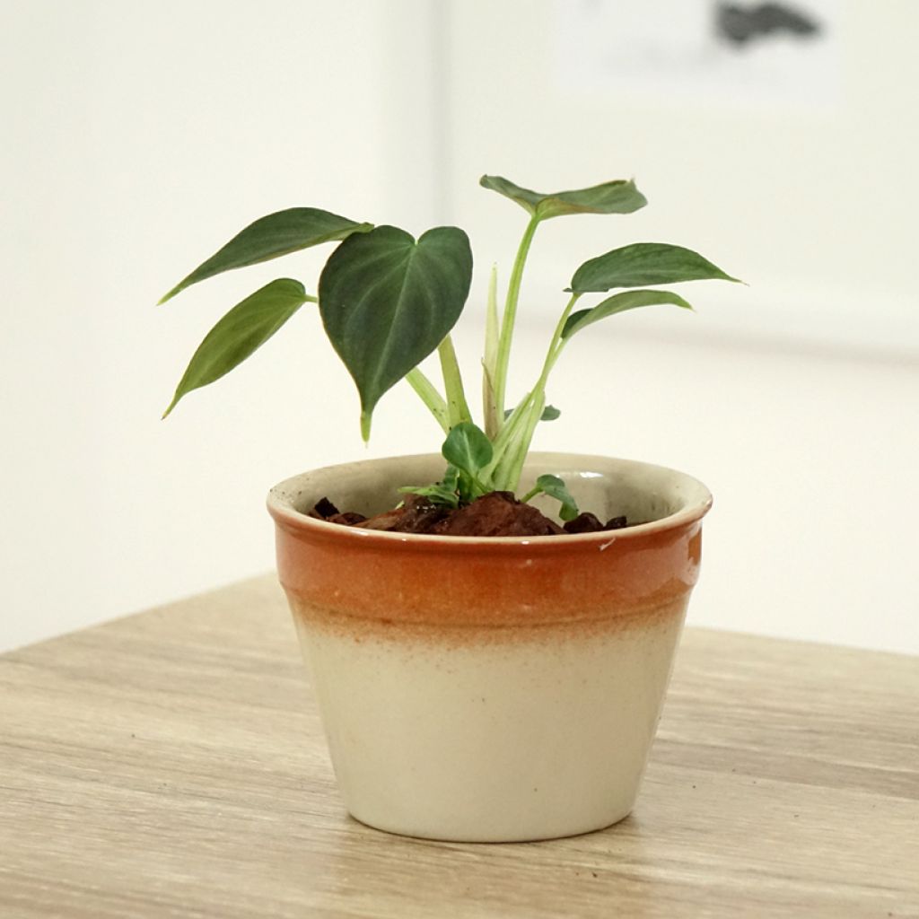 Filodendro verrucosum Incensi