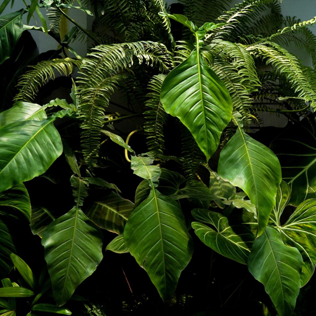 Filodendro × joepii