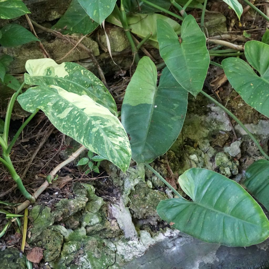 Filodendro Jose Buono