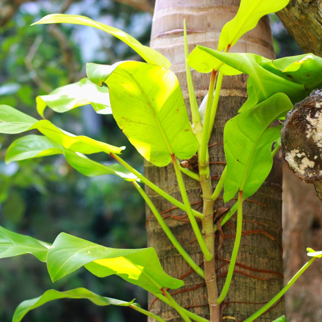 Filodendro Malay Gold