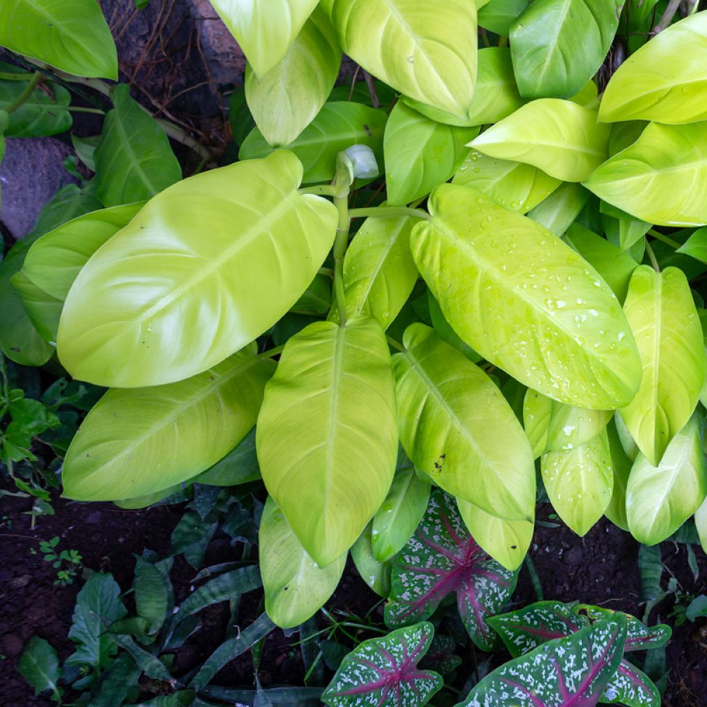 Filodendro Malay Gold