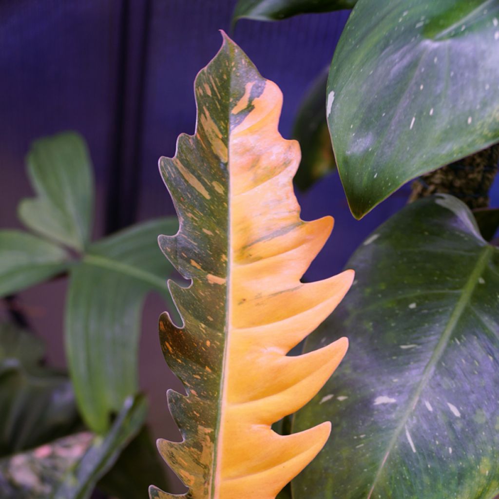 Filodendro Narrow Ring of Fire