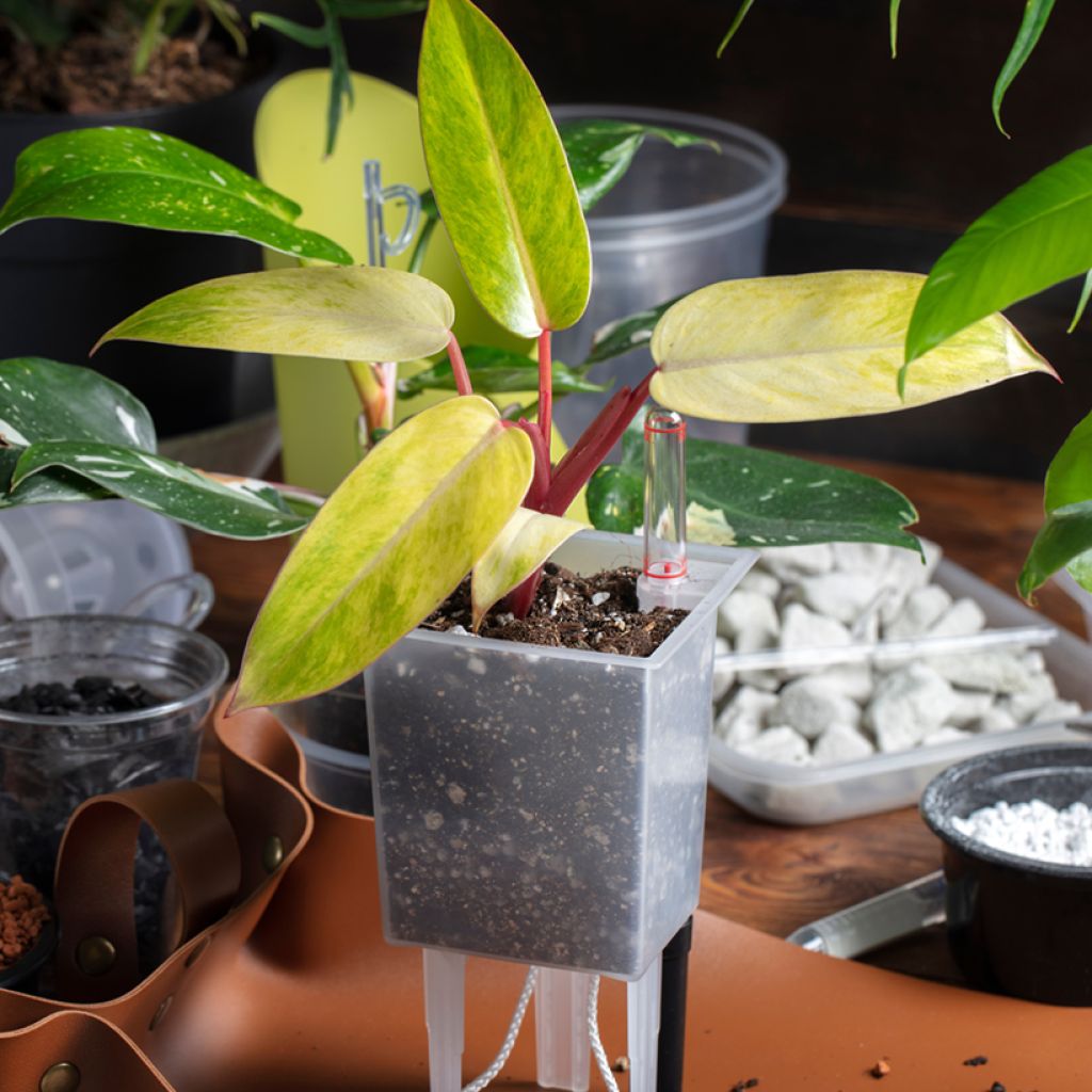 Filodendro Painted Lady