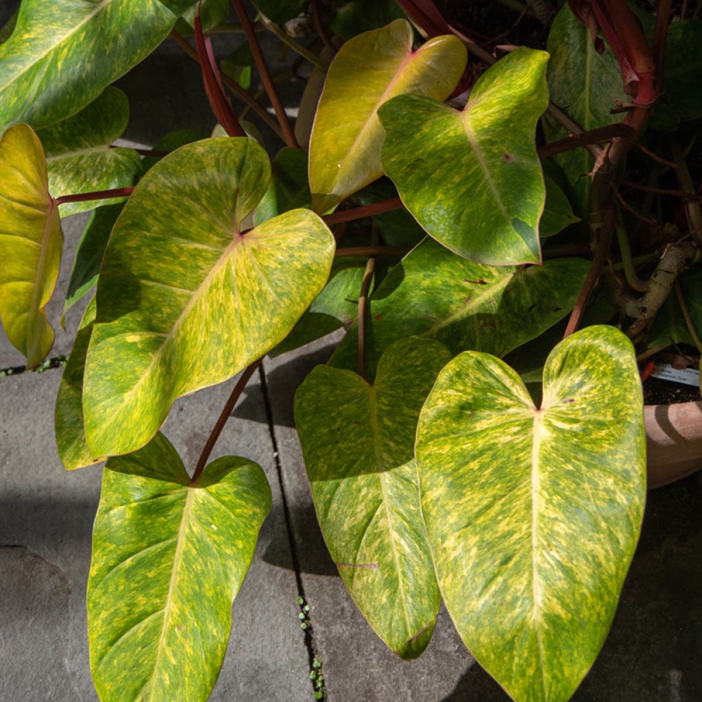 Filodendro Painted Lady