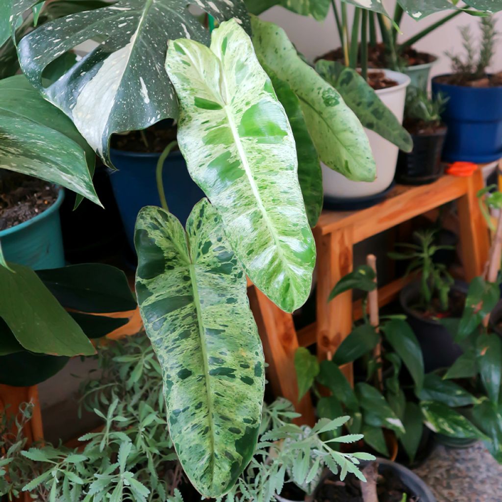 Filodendro Paraiso Verde