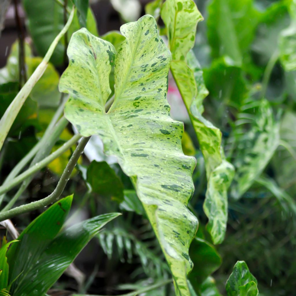 Filodendro Paraiso Verde