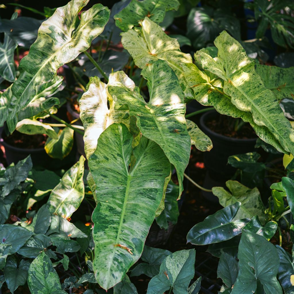 Filodendro Paraiso Verde