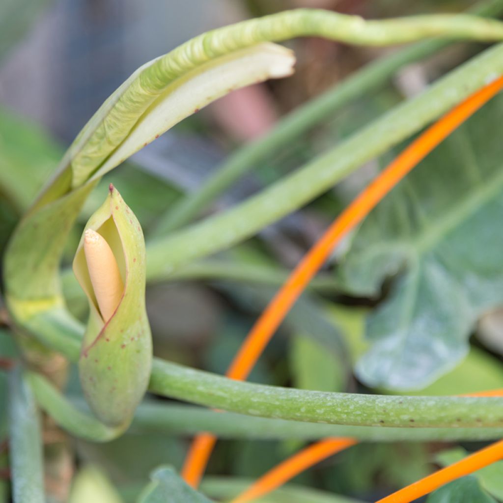 Filodendro Paraiso Verde