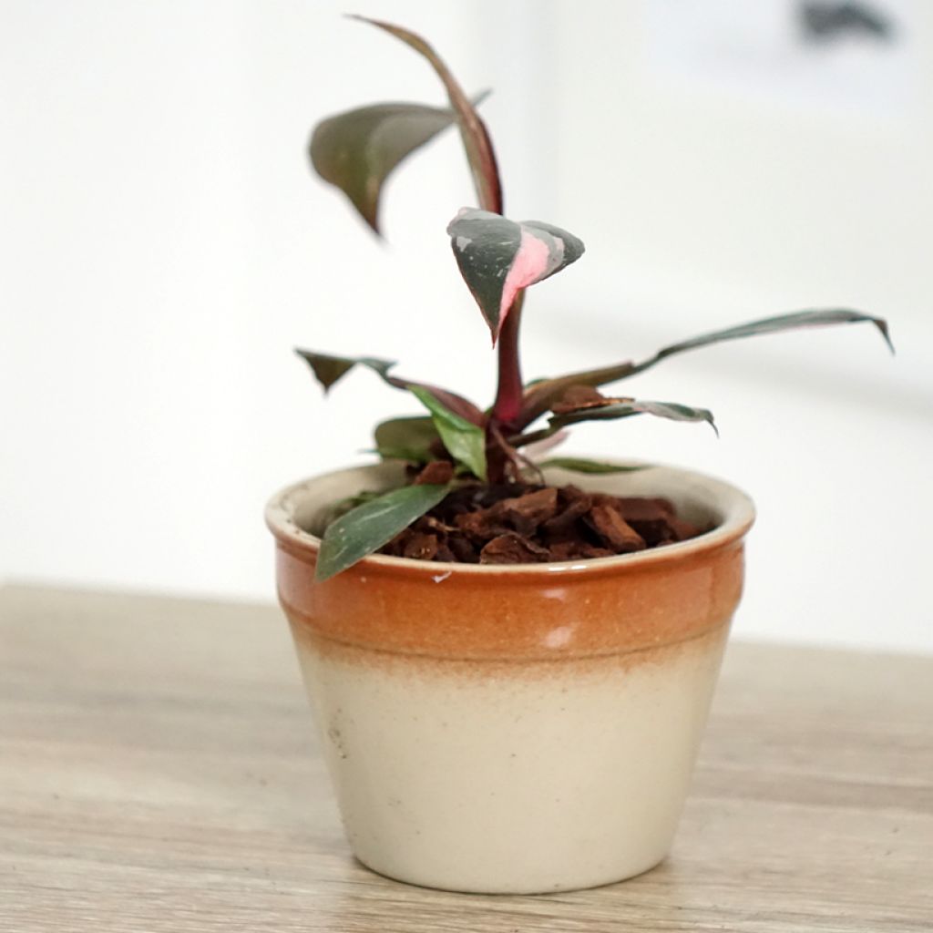 Filodendro Pink Princess