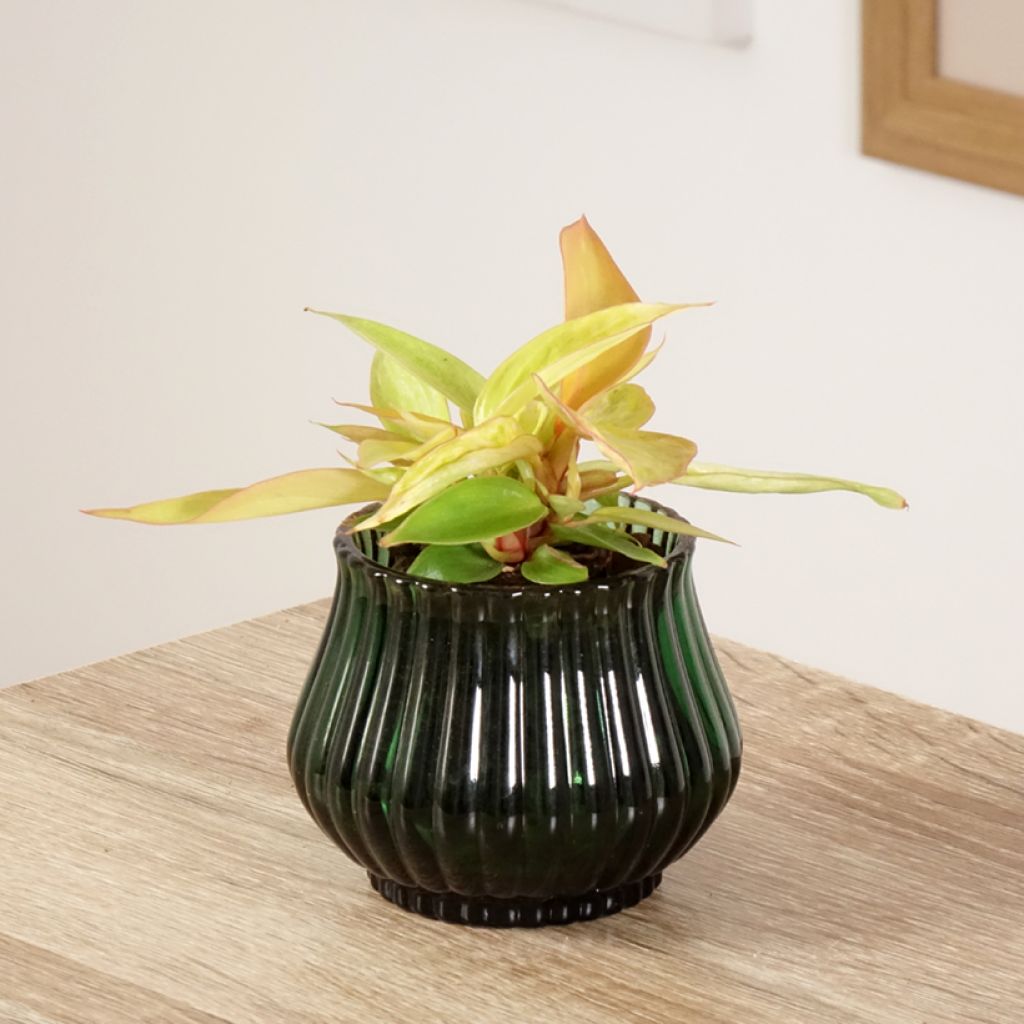 Filodendro Prince of Orange