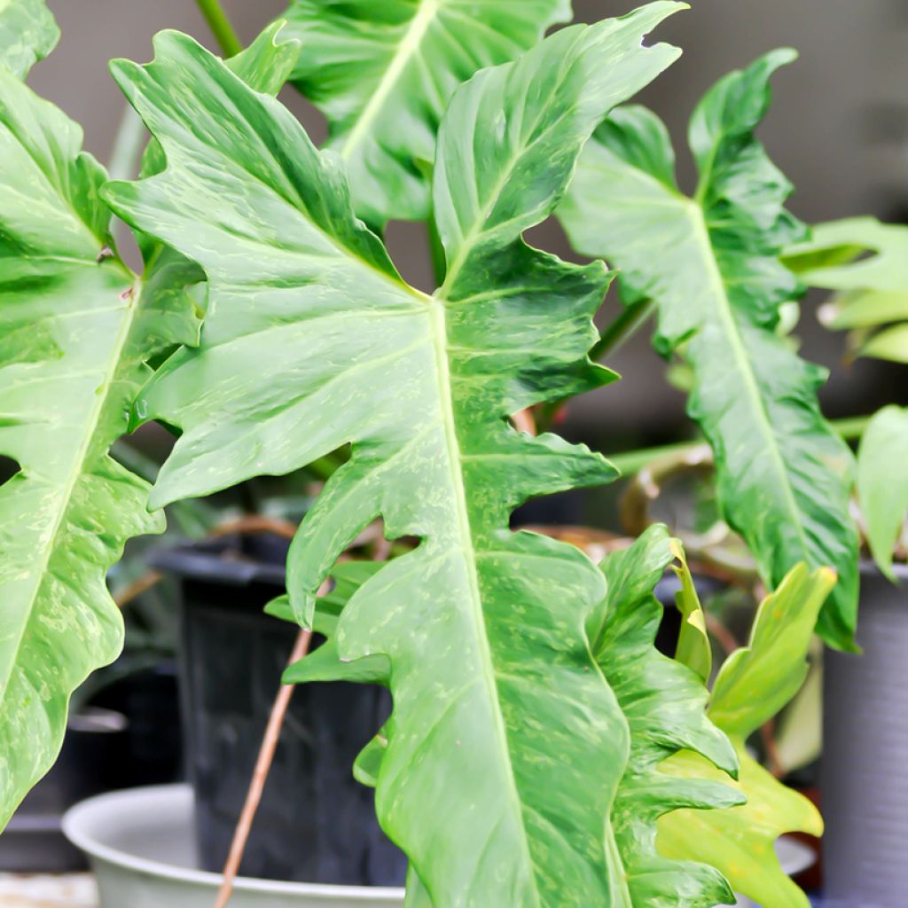 Filodendro Ring of Fire