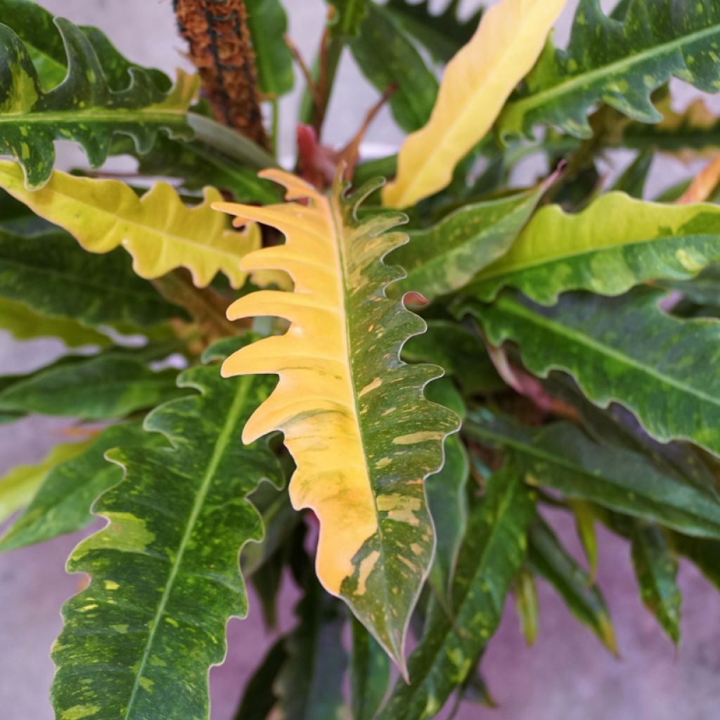 Filodendro Ring of Fire