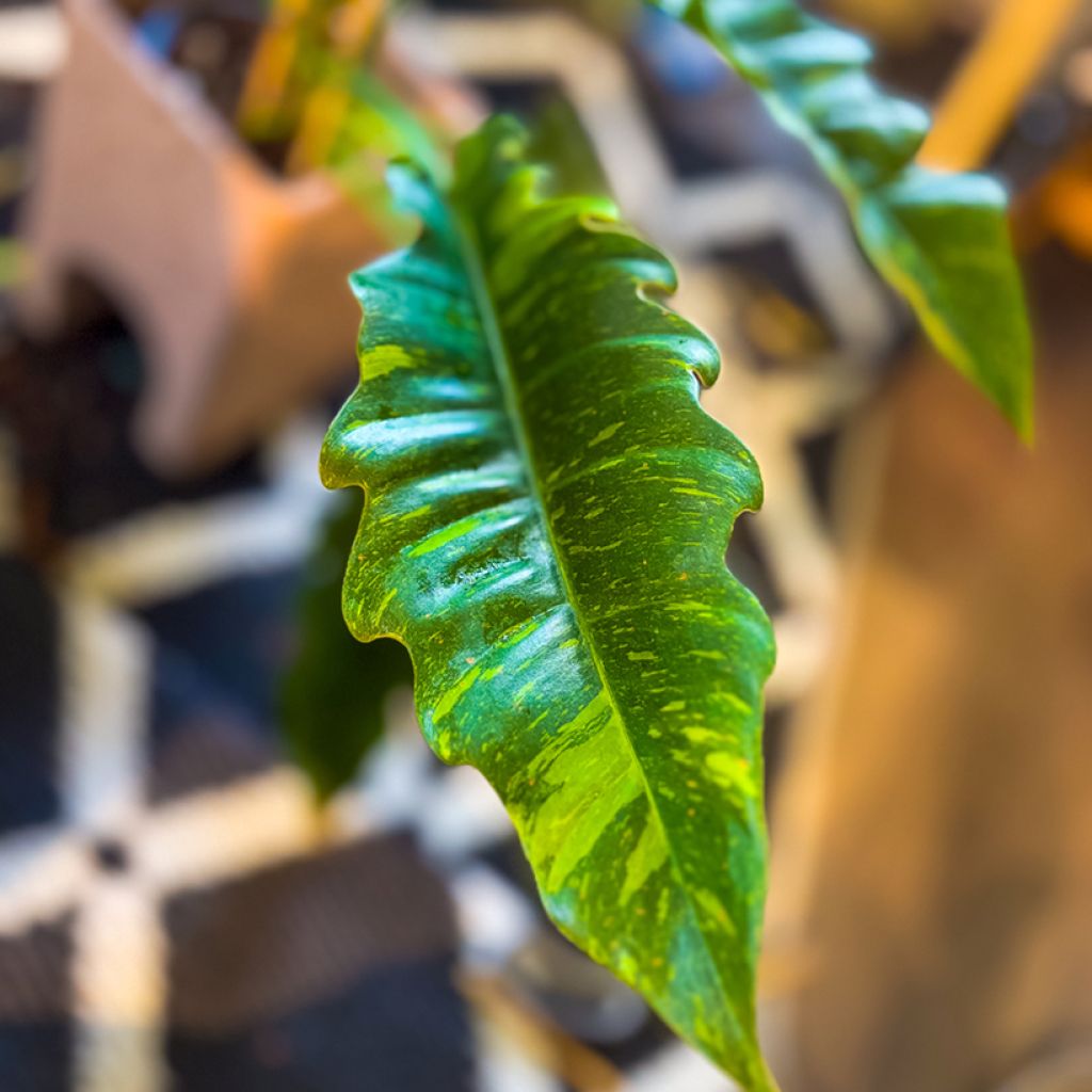 Filodendro Ring of Fire