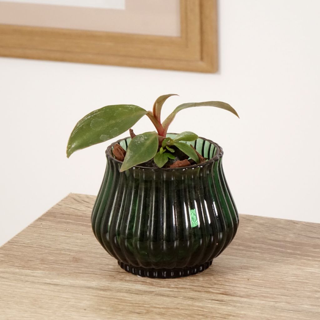 Filodendro tuxtlanum Royal Queen