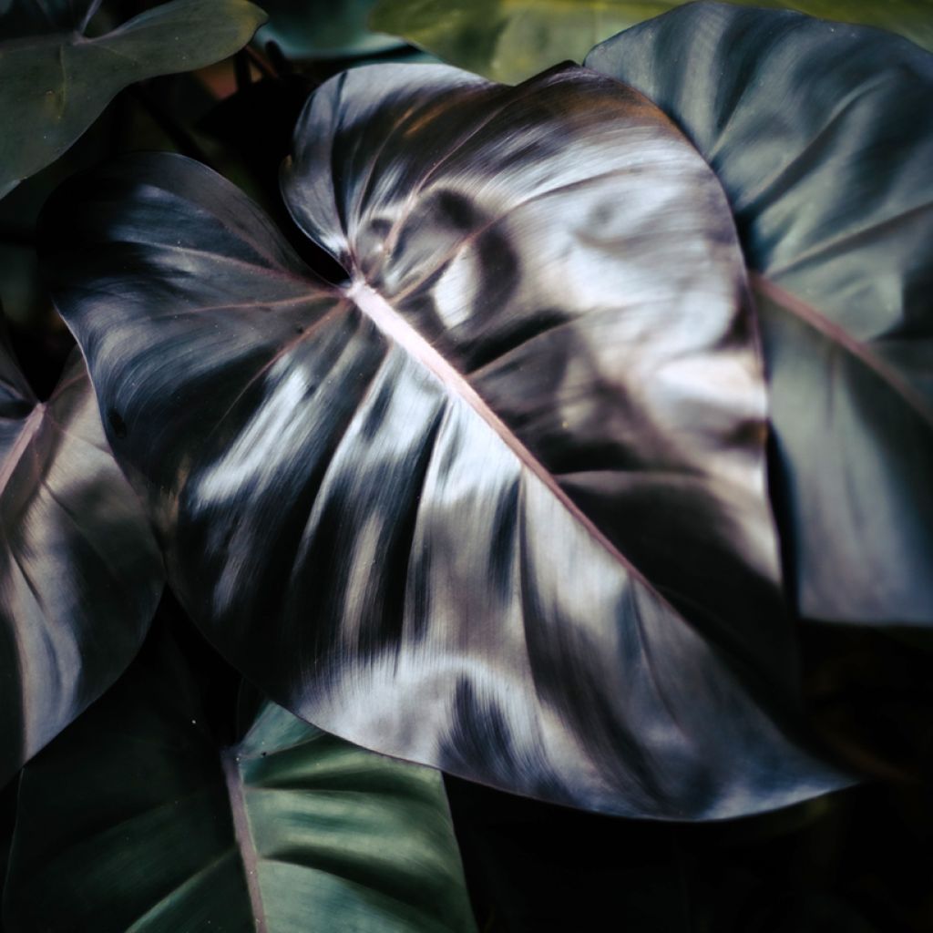 Filodendro tuxtlanum Royal Queen