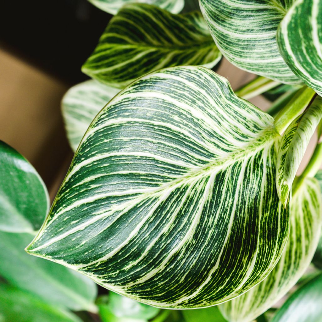 Filodendro White Measure